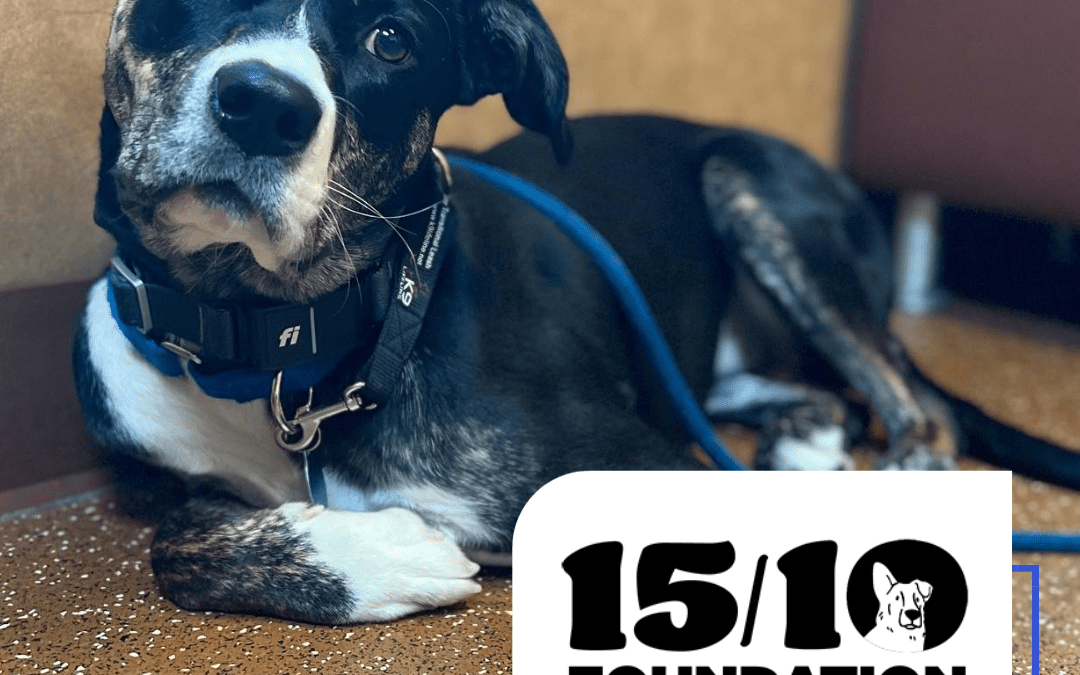 Pressable Highlights 15/10 Foundation’s Impact with WordPress Hosting