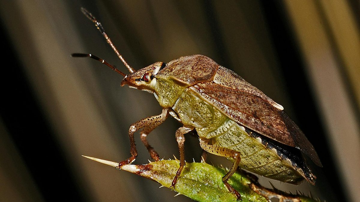 Wordfence Triple Threat Bug Bounty Boosts Vulnerability Hunt