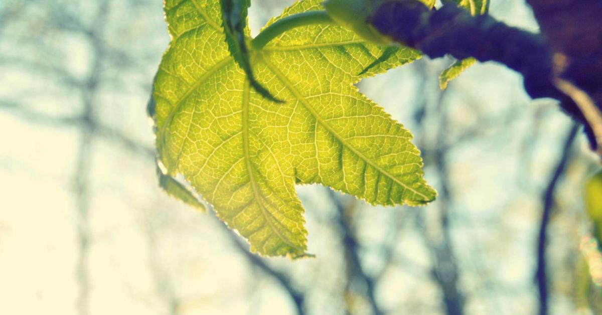 WordPress 6.9 ‘Gene’ Ushers in New Features for Developers